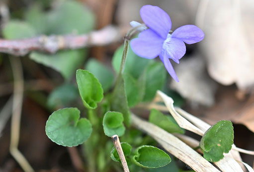 Hain-Veilchen - Viola riviniana; Waldwegrand bei Straubenhardt-Feldrennach 