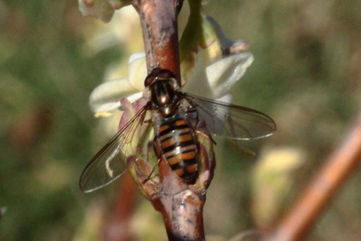 Hain-Schwebfliege auf Winter-Heckenkirsche, Karlsbad-Spielberg