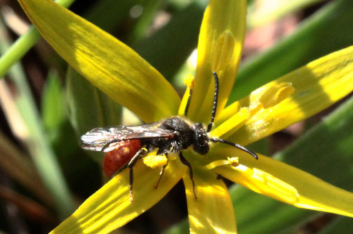 Blutbiene unbest. auf einer Blüte des Wiesen-Goldsterns (Gagea pratensis) zwischen Pfinzweiler und Ittersbach (G. Franke, 28.03.2023)
