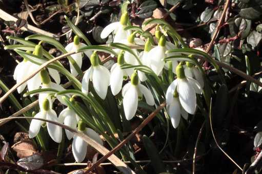 naturnaher Garten im Vorfrühling - Garten im Wandel der Jahreszeiten