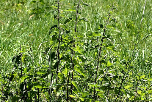 Große Brennnessel - Urtica dioica; Wiesenrand bei Karlsbad-Spielberg (G. Franke, Mai 2022)