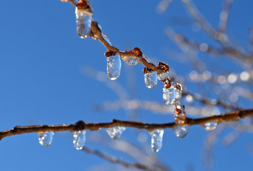Winter im Garten (G. Franke, 20.01.2024)