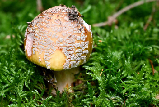Perlpilz - Pilze in unserer Umgebung - zwischen Karlsruhe, Pforzheim und Nordschwarzwald
