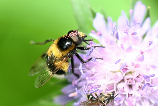 Hummel-Waldschwebfliege - eine Schwebfliege mit dem Aussehen einer Hummel