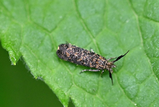 Roggenbohrmotte - Ochsenheimeria taurella; Garten bei Karlsbad-Spielberg (G. Franke, 19.06.2024)
