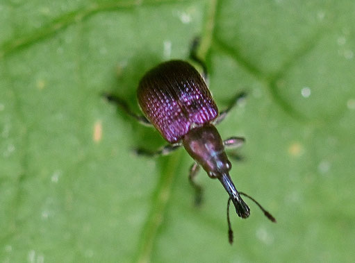 Kupferroter Pflaumenstecher - Involvulus cupreus (Rhynchites cupreus); ca. 5 mm lang; bei Karlsbad-Spielberg (G. Franke, 22.06.2024) vielen Dank für die Hilfe bei iNaturalist