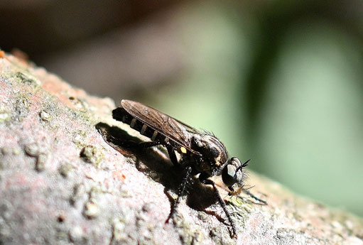 Kleine Makelfliege - Cyrtopogon lateralis; am Waldwegrand bei Marxzell-Pfaffenrot; ca. 10 mm lang (G. Franke, 28.06.2025) vielen Dank an Herrn D. Wolff für die Berichtigung bei iNaturalist