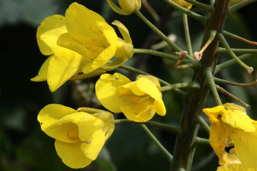 Rapsblüten - Brassica napus; Ackerrand (G. Franke)