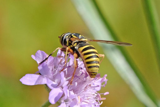 Spilomyia manicata (ohne dt. Namen); Feldrennach (Foto: K. Faaß, 13.08.2023) 