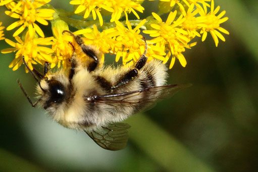 Drohne der Hellen Erdhummel - Bombus lucorum; auf Goldrutenblüten am Waldwegrand zwischen Spielberg und Ittersbach (G. Franke, 23.08.2023)