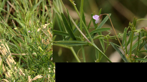 Viersamige Wicke - Vicia tetrasperma; bei Karlsbad-Auerbach (G. Franke, 09.08.2021)