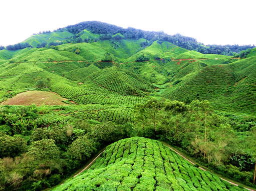 Teeplantagen in den Cameron Highlands