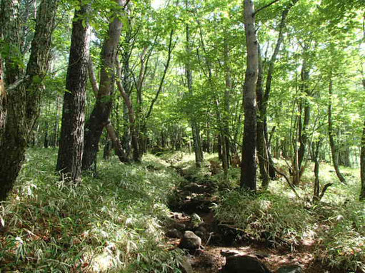 編笠山　登山　ガイド