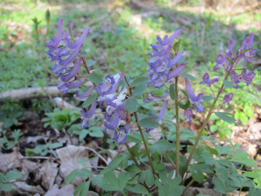 Vingerhelmbloem (Corydalis solida)