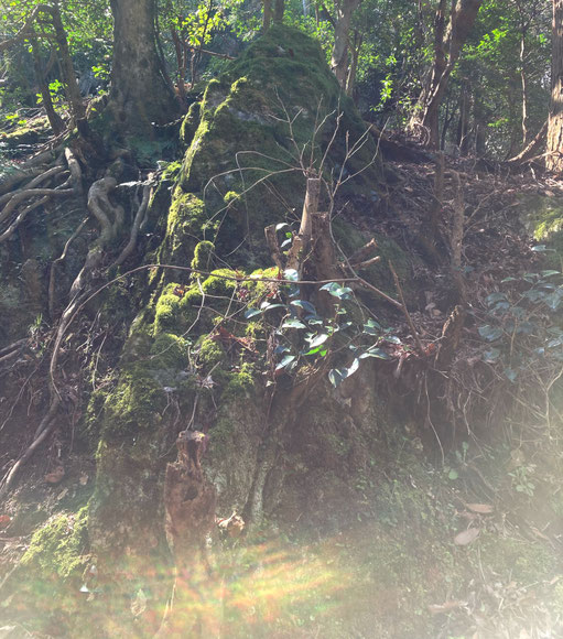 2025.5.13 Astro・Ajuga
