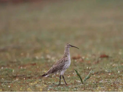 Foto: Chris Gomersall, rspbimages.com