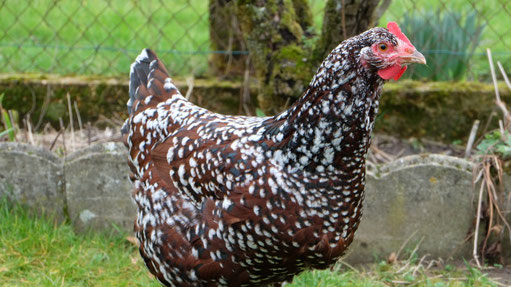 Sussex naine tricole (© poulesoieclub.com)