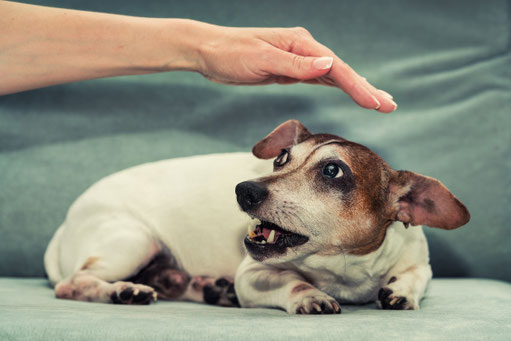 Ein Hund hebt beim Physiowalk in der Natur die Pfote zu seinem Besitzer – gezielte Übung zur Förderung von Beweglichkeit und Bindung.