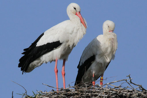 Storchpaar in Kühsen auf dem Nest. (Foto: NABU / Borck)