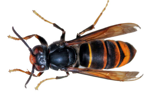 Asiatische Hornisse (Vespa velutina nigrithorax) Foto: CC Licence © Thomas Beissel