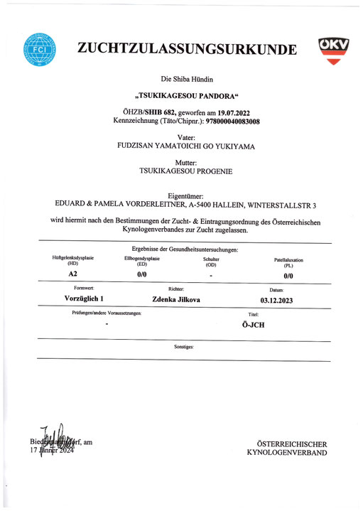 ÖKV Zuchtzulassung – Shiba Inu