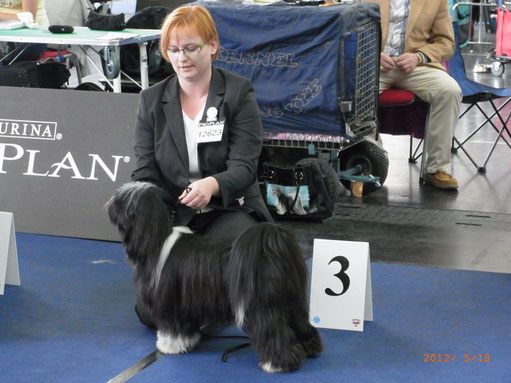 3. Platz Hündin/Jugend bei der Welthundeausstellung in Salzburg