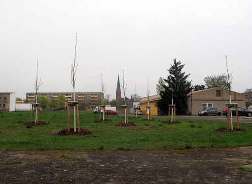 Vogelbeer - Autorenhain, 4.2014, Dessau