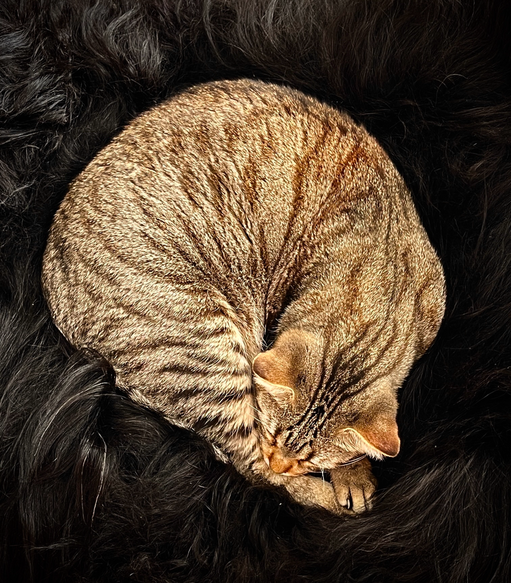 Clooney, black-tabby-mackerel