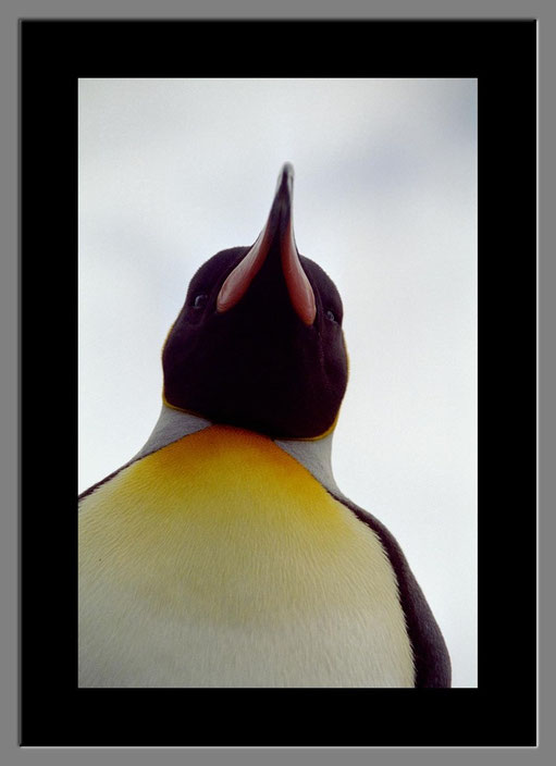 "Portrait eines Königspinguins"