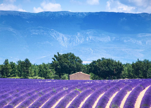 'Lila Provence': Lavendelfelder im Luberon