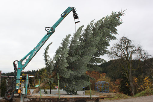 Verkauf Weihnachtsbäume, Christbäume, Tannenbäume vom Schwarzwaldhof Hölzleberg, Josef Gmeiner in Durbach - https://www.hoelzleberg.de