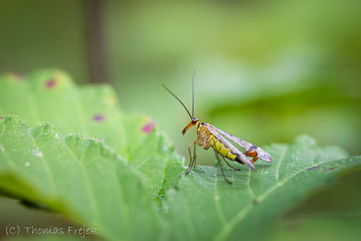 Gemeine Skorpionsfliege (Panorpa communis) Foto: Thomas Frejek