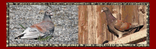 Banner bitte Anklicken