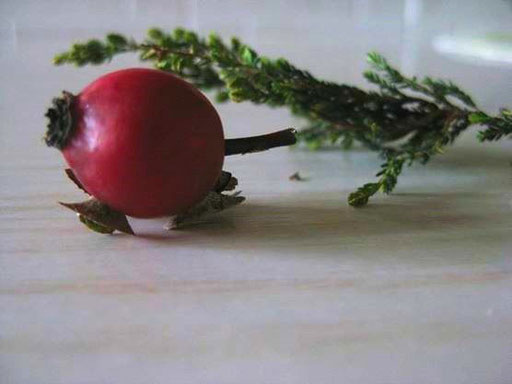 Piccola Mucca realizzata con le paterleghe, bacche di rosa canina, e spine per le zampe. 