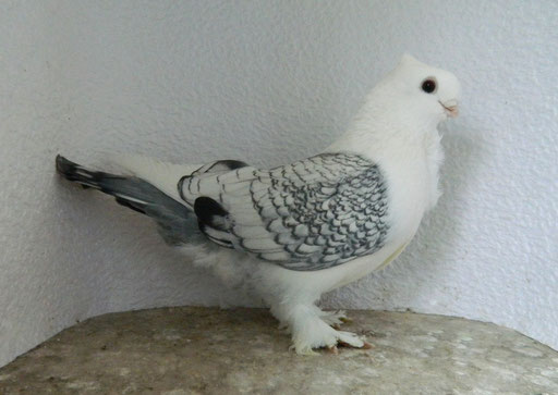 1,0 AOM Satinetten blaugeschuppt m.Spiegelschwanz 2014