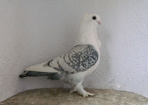 0,1 AOM Satinetten blaugeschuppt m.Spiegelschwanz 2013