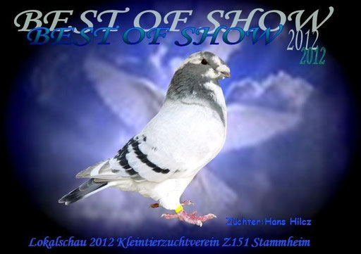 1,0 Show Racer blau m.B.-gescheckt