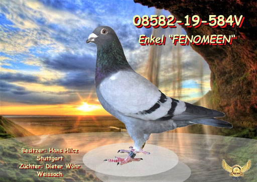 Zuchtvogel