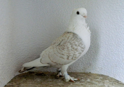 1,0 AOM Satinetten braunfahlgeschuppt m.Spiegelschwanz 2014