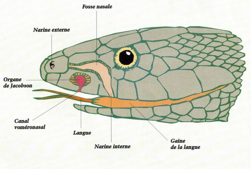 Rencontres sens 89