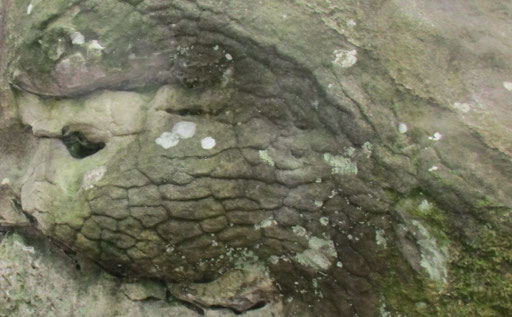 L'amphibien de la forêt à tête de petit singe