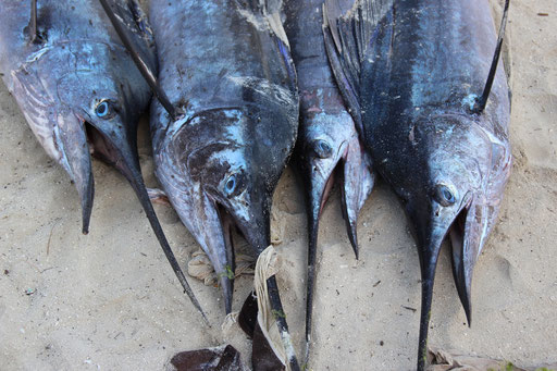 TANSANIA, Fischmarkt auf Sansibar