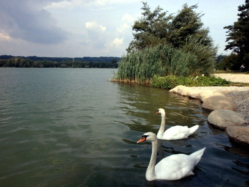 Der Viehofner See in St. Pölten, August 2015 - Ein idyllischer Ort