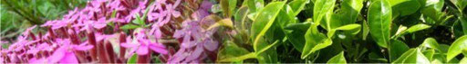 Pharmacognosy - Medicinal plants (Herbs)