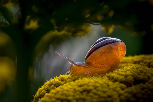 Der goldene Pfad; Foto: Karl Dietz