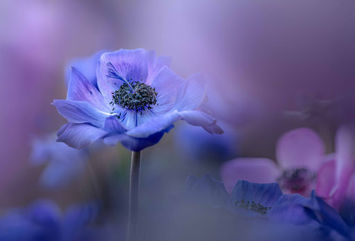 Kronenanemone; Foto: Karl Dietz