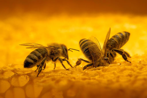 Honigbienen im Bienenstock, Foto: Karl Dietz