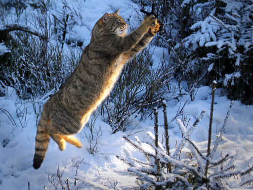 Wildkatze mit Luftnummer; Foto: Uwe Kragl