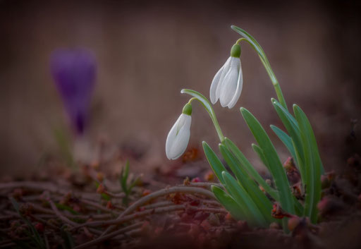 Frühblüher; Foto: Karl Dietz