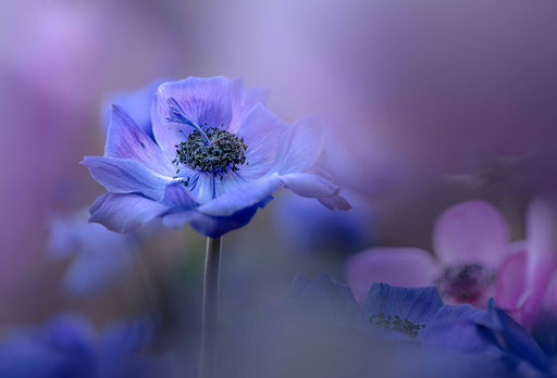 Kronenanemone; Foto: Karl Dietz